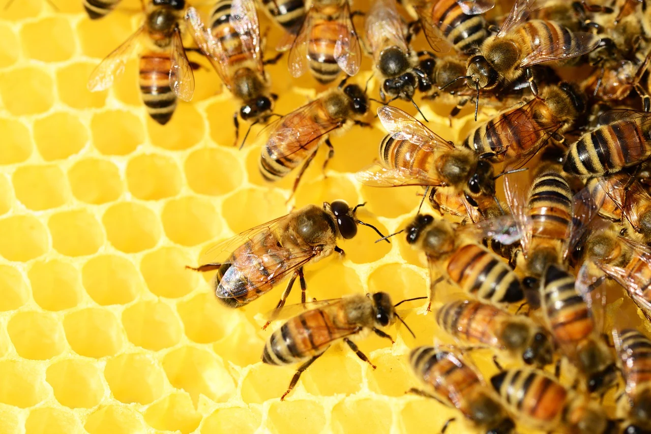 Honey bees on golden honeycomb