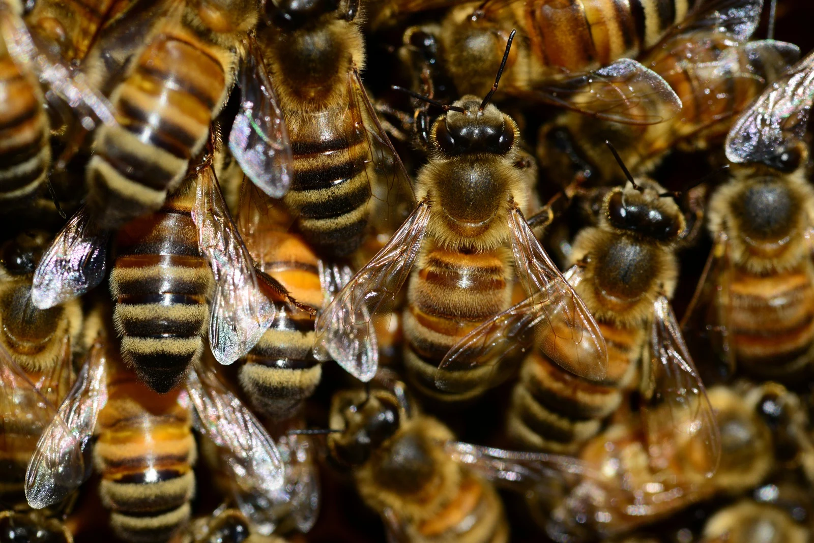 Honey bees gathered on a hive