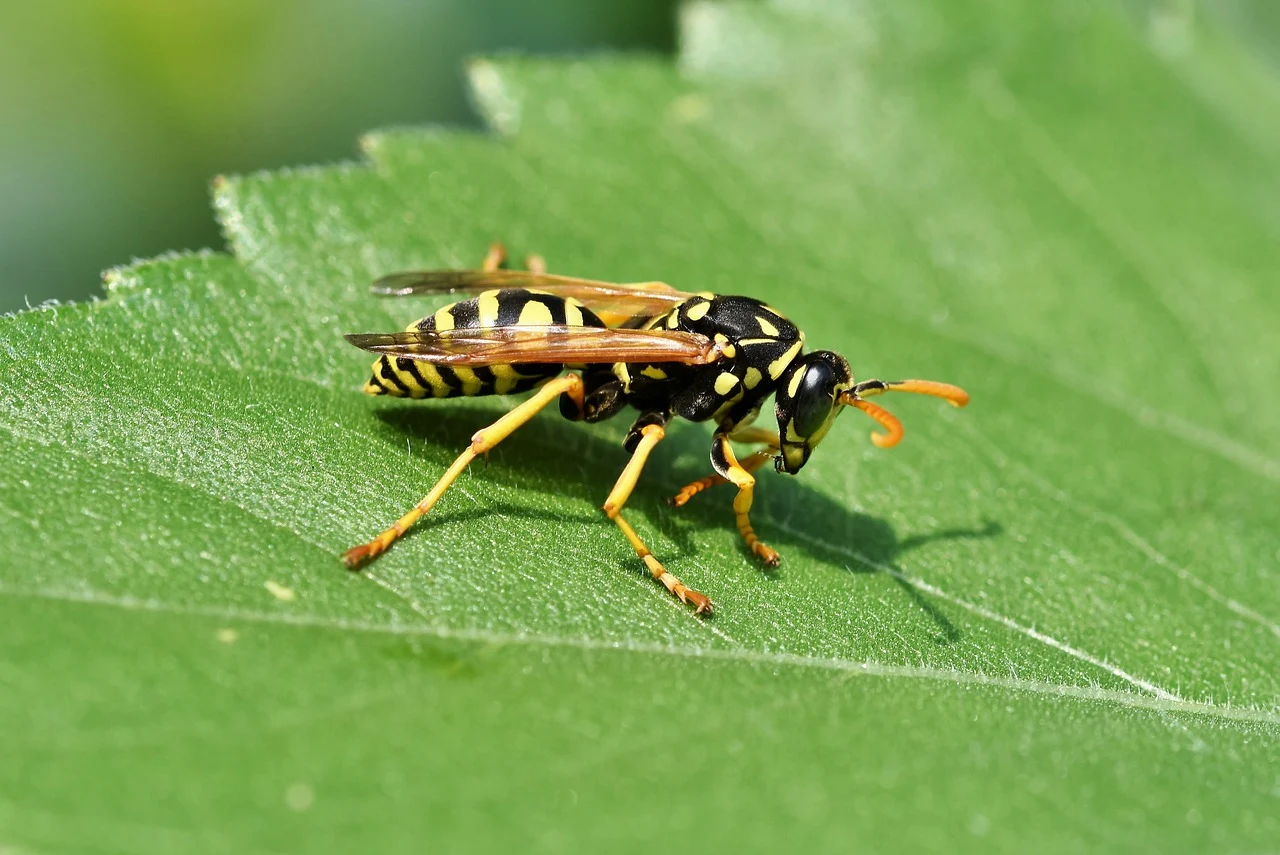 Yellow jacket on a leaf