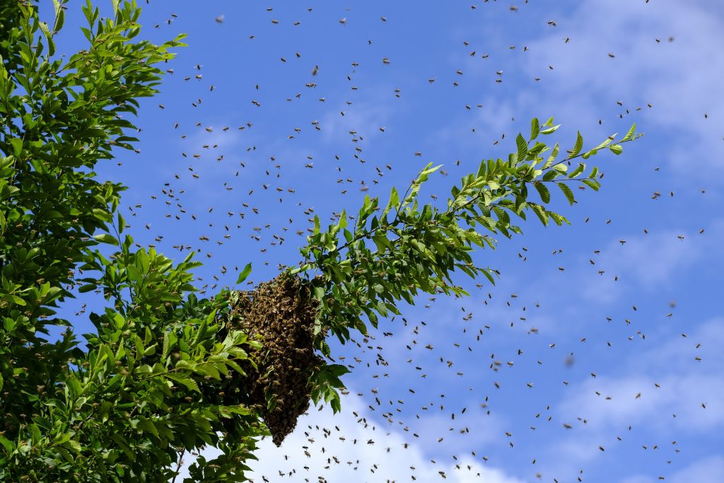 Get rid of bees - Honey bee swarm in tree