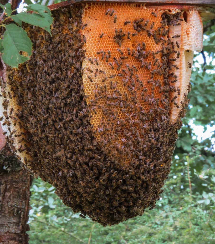swarm-bee-removal